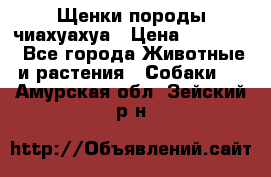 Щенки породы чиахуахуа › Цена ­ 12 000 - Все города Животные и растения » Собаки   . Амурская обл.,Зейский р-н